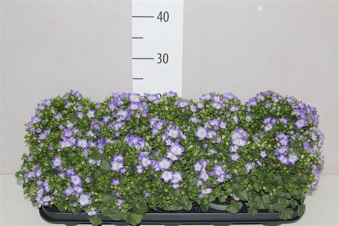 <h4>Campanula Fancy Mee Bicolor</h4>