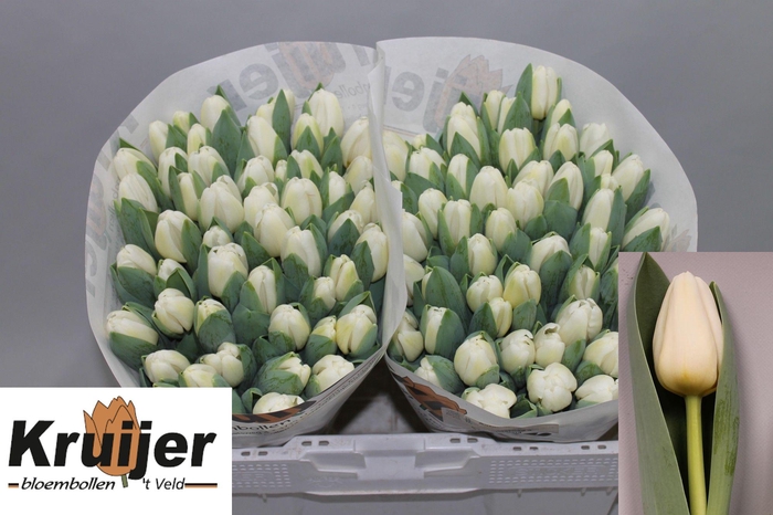 <h4>Tu En Antarctica</h4>