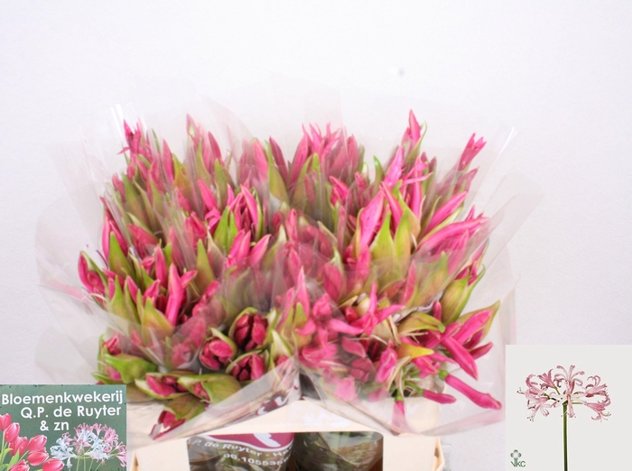 <h4>NE BO RAS VAN ROON</h4>