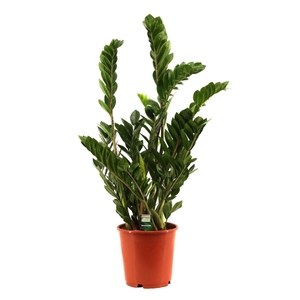 Zamioculcas 24 cm