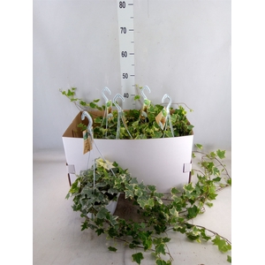 Hedera helix 'Eva'