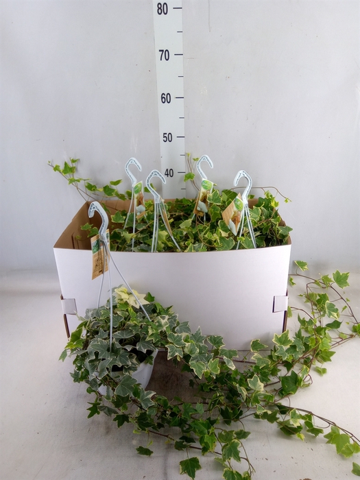 <h4>Hedera helix 'Eva'</h4>