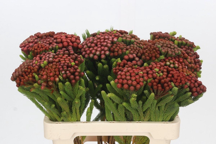 <h4>Kaaps Groen Alb. Red</h4>