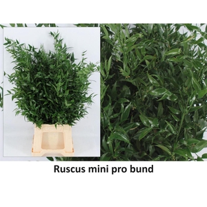 Ruscus Medium 100gr P Bunch