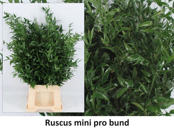 <h4>Ruscus Medium 100gr P Bunch</h4>