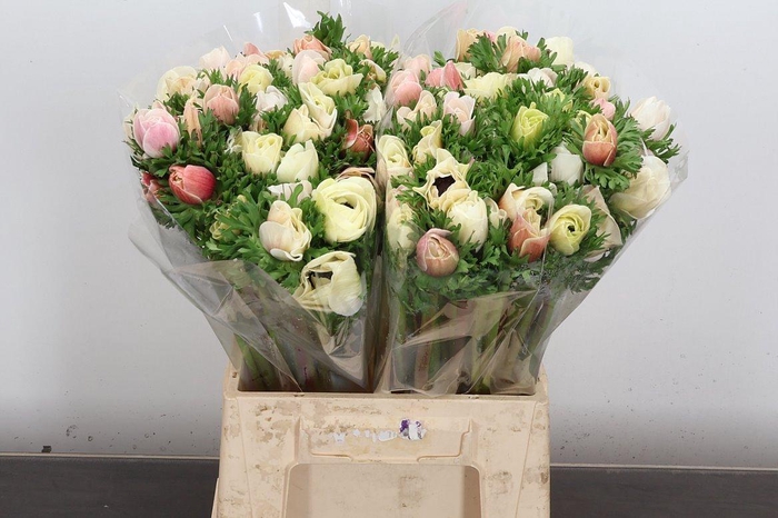 <h4>Anem Mistral Ex Wit</h4>