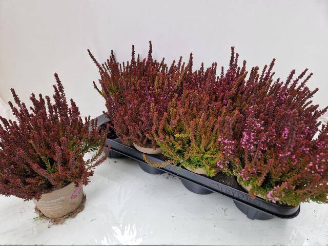 <h4>CALLU GA G ZOE</h4>