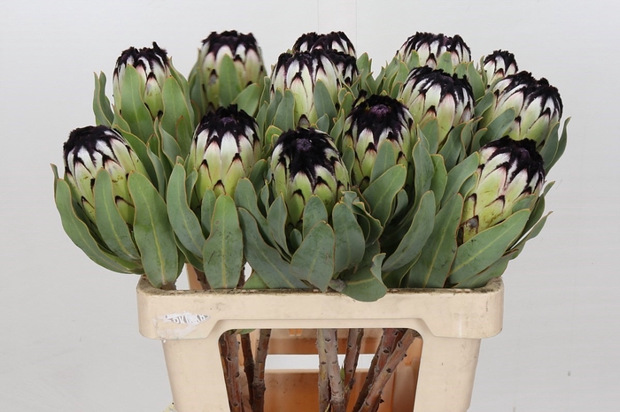<h4>Protea Niobe</h4>
