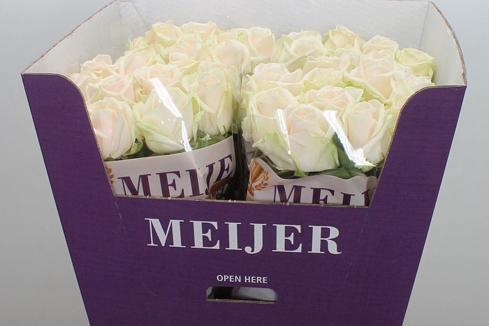 <h4>Rosa GR 'Dorchester'</h4>