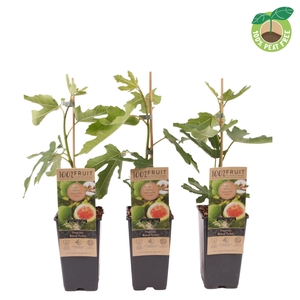 Ficus carica