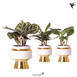 Kolibri Greens Calathea mix in Le Chic pot gold