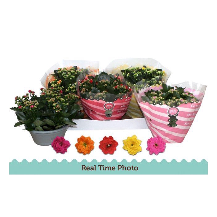 <h4>Kal Ge Gem 5 Kl</h4>