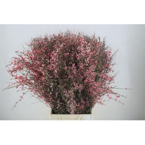 Ginster 400gr Red P Bunch