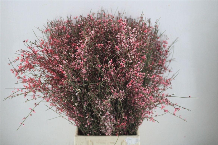 <h4>Ginster 400gr Red P Bunch</h4>