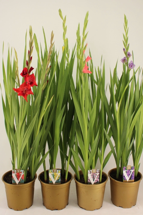 <h4>Gladiolus Glamini Gemengd</h4>