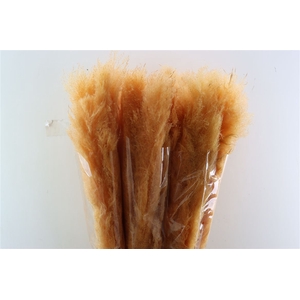 Dried Cortaderia Dadang Salmon 110cm P Stem