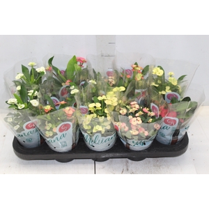 EUPHORBIA MILII MILIIANA P11