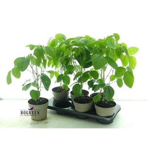 Groenteplanten overig