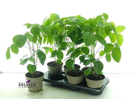 <h4>Groenteplanten overig</h4>