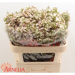 Chamelaucium Morning Delight