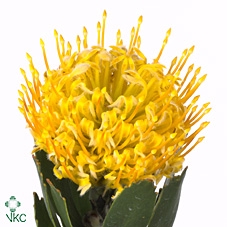 <h4>Leuco Hawaii Gold</h4>