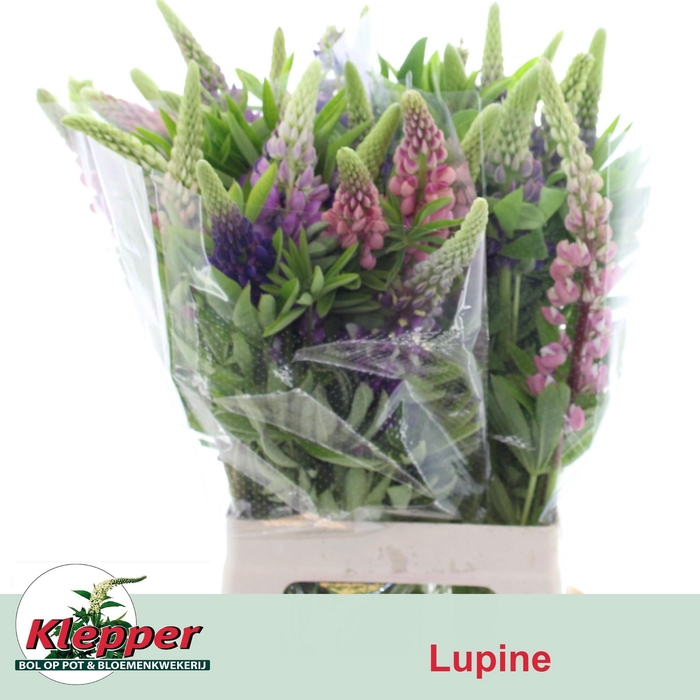 <h4>Lupinus</h4>