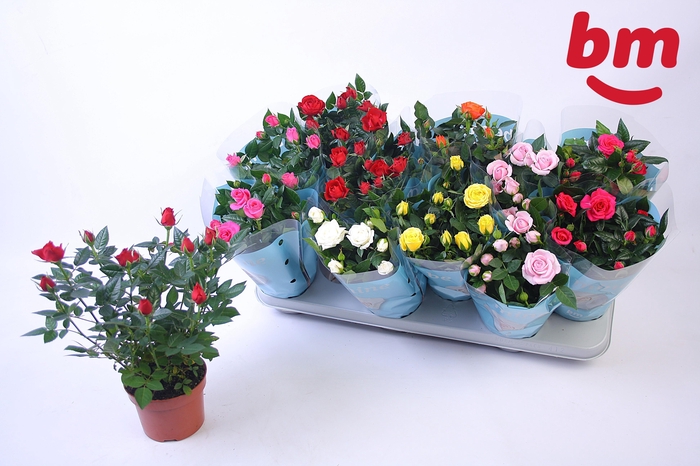 <h4>RO B MONDE GEM 7 SRT</h4>