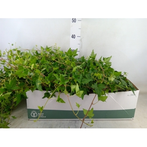 Hedera helix 'Shamrock'