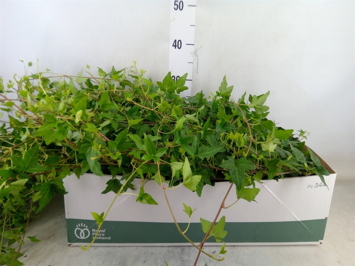 <h4>Hedera helix 'Shamrock'</h4>