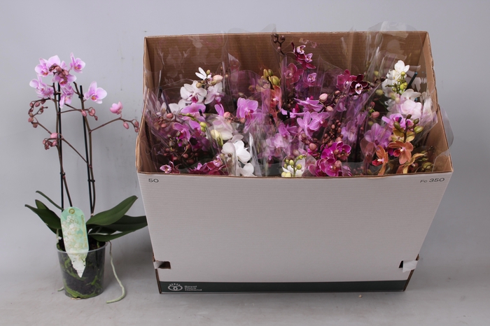 <h4>Phal Mf Gem 8 Kl</h4>