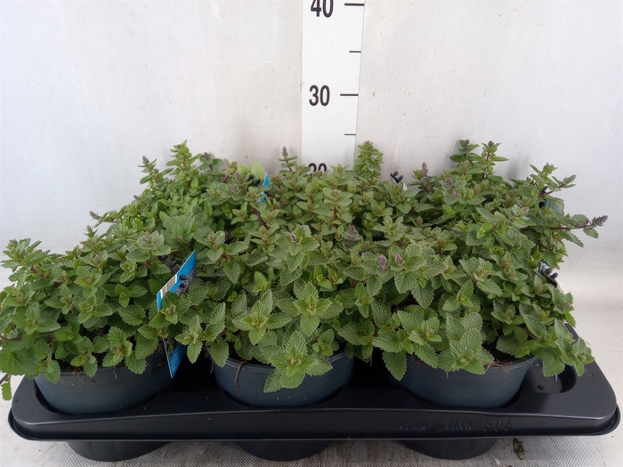 <h4>Nepeta faassenii  'Purrsian Blue'</h4>