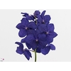 Vanda Royal Blue