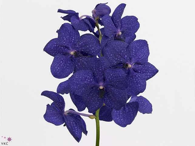 Vanda Royal Blue