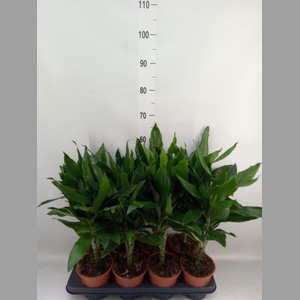 Dracaena fr de 'Janet Lind'