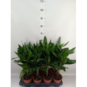 Dracaena fr de 'Janet Lind'