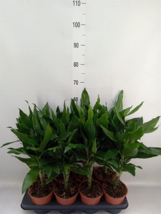 <h4>Dracaena fr de 'Janet Lind'</h4>