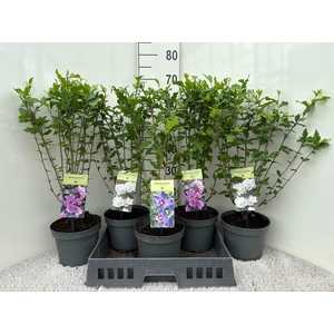 HIBIS SYRIACUS