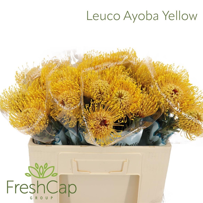 <h4>Leuco Ayoba Yellow</h4>