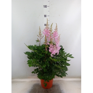 Astilbe arendsii 'Ice Cream'
