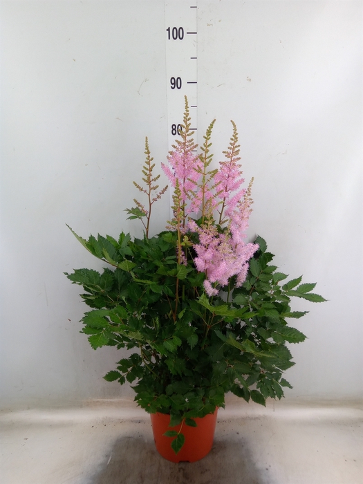 <h4>Astilbe arendsii 'Ice Cream'</h4>