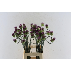 Allium Dance Tango