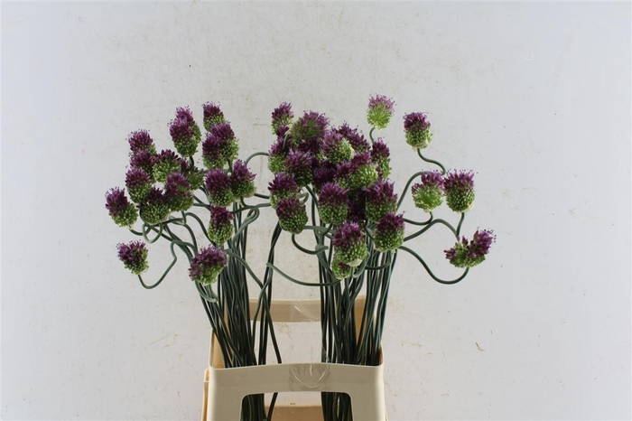 <h4>Allium Dance Tango</h4>