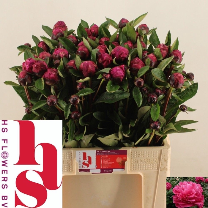 <h4>PAEO L RED SARAH BER</h4>