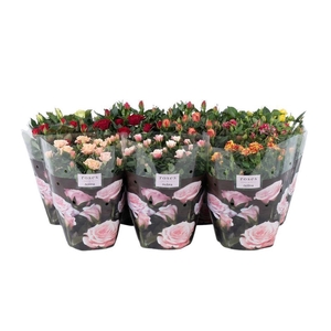 Nolina Roses Ø 23 cm Mix