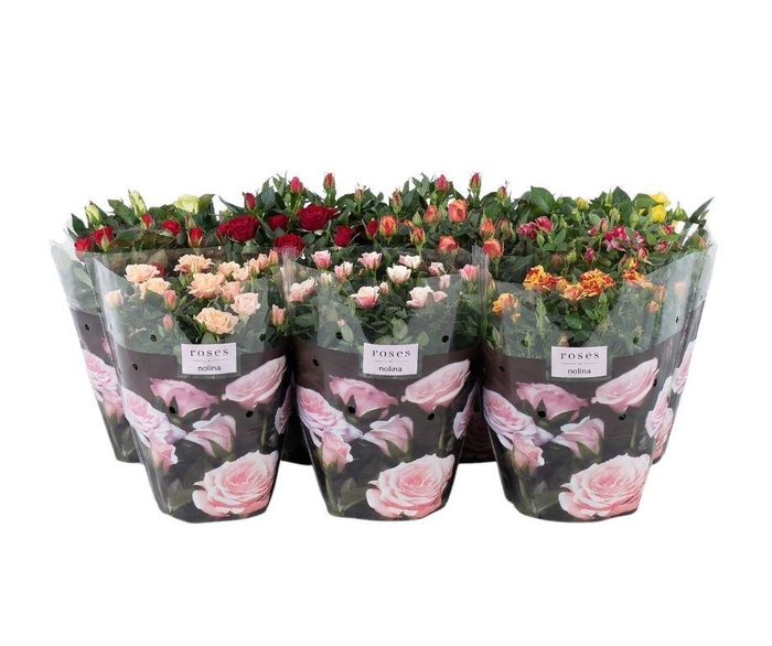 <h4>Nolina Roses Ø 23 cm Mix</h4>