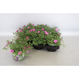 Calibrachoa Double Pink