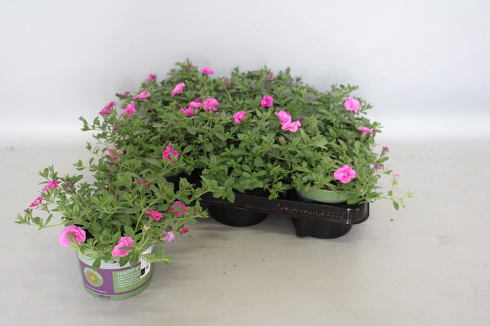 <h4>Calibrachoa Double Pink</h4>