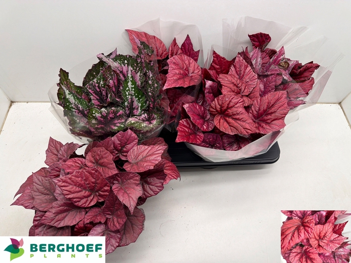 <h4>BEG BEL GEM</h4>