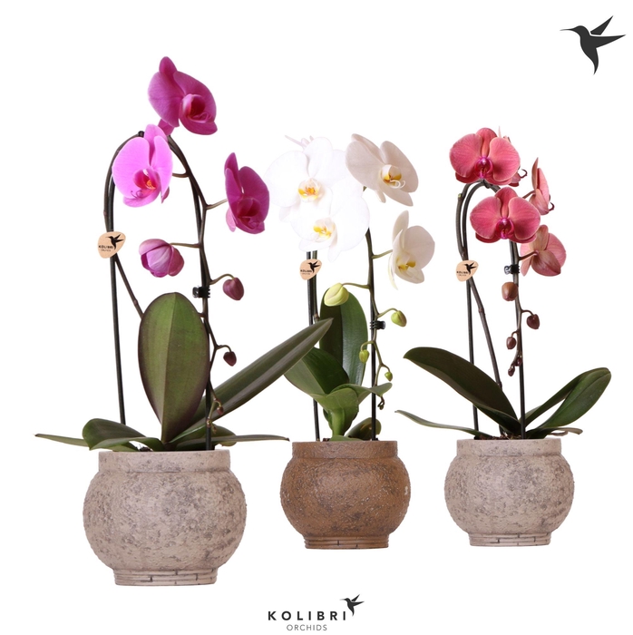 <h4>Kolibri Orchids Cascade Niagara Fall mix 1 spike in Ancient pot brown mix</h4>