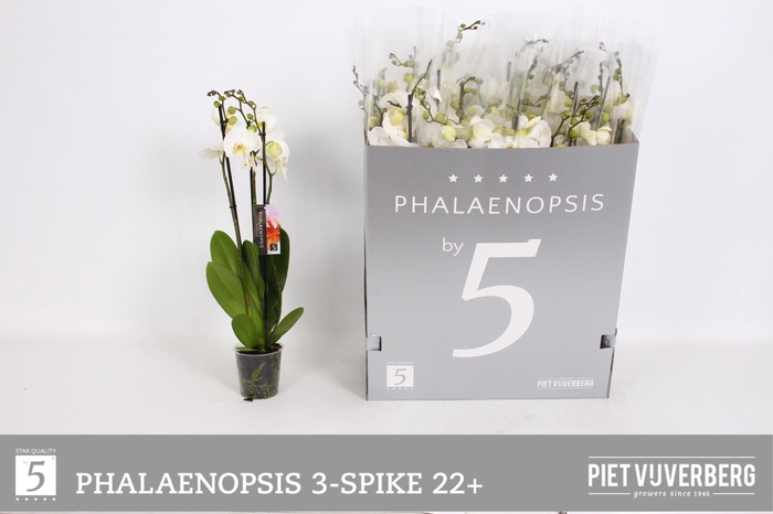 <h4>PHAL OV WIT</h4>